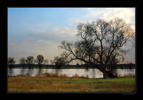 Lonely tree 1