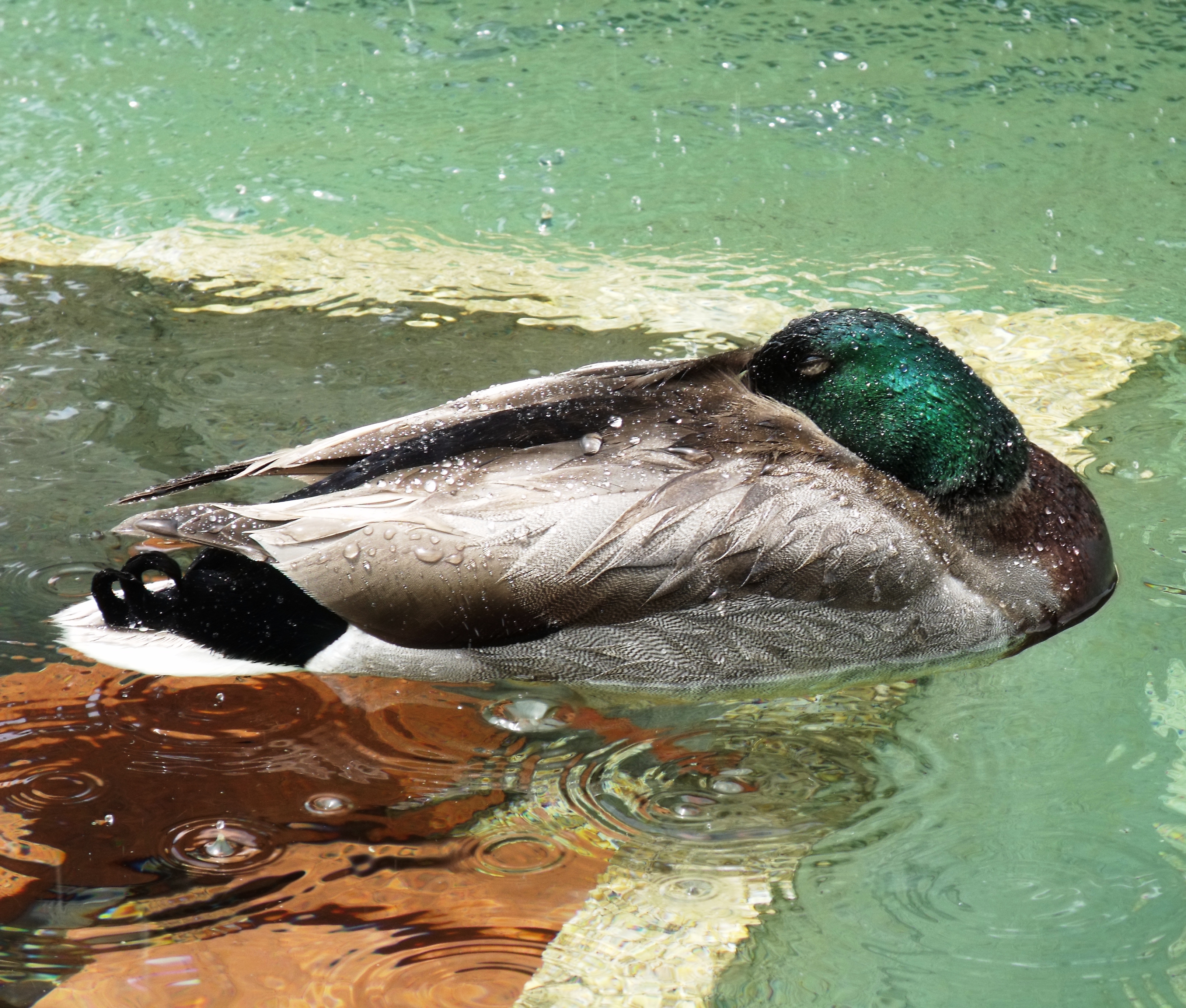 Duck in capital fountain