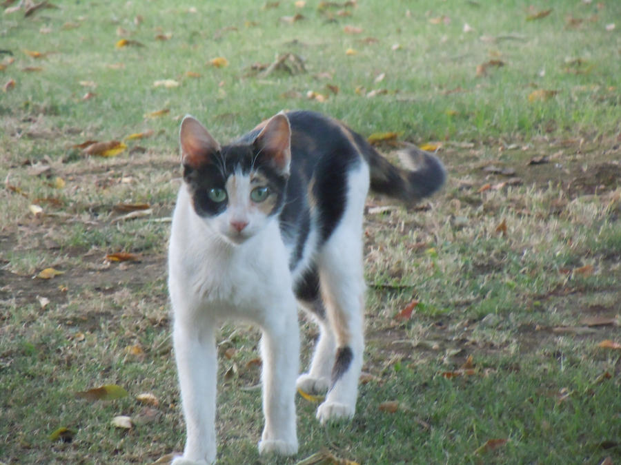 Cat that was in my backyard