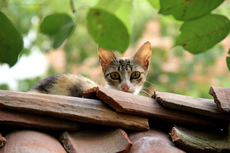 The Cat On The Roof 3