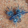 Glaucus Atlanticus