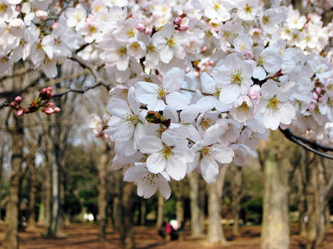 Sakura in the Park