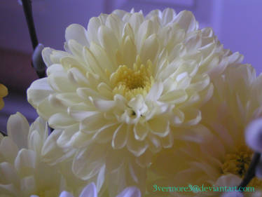 Close Up... Bouquet Of Flowers