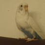 My Parakeet