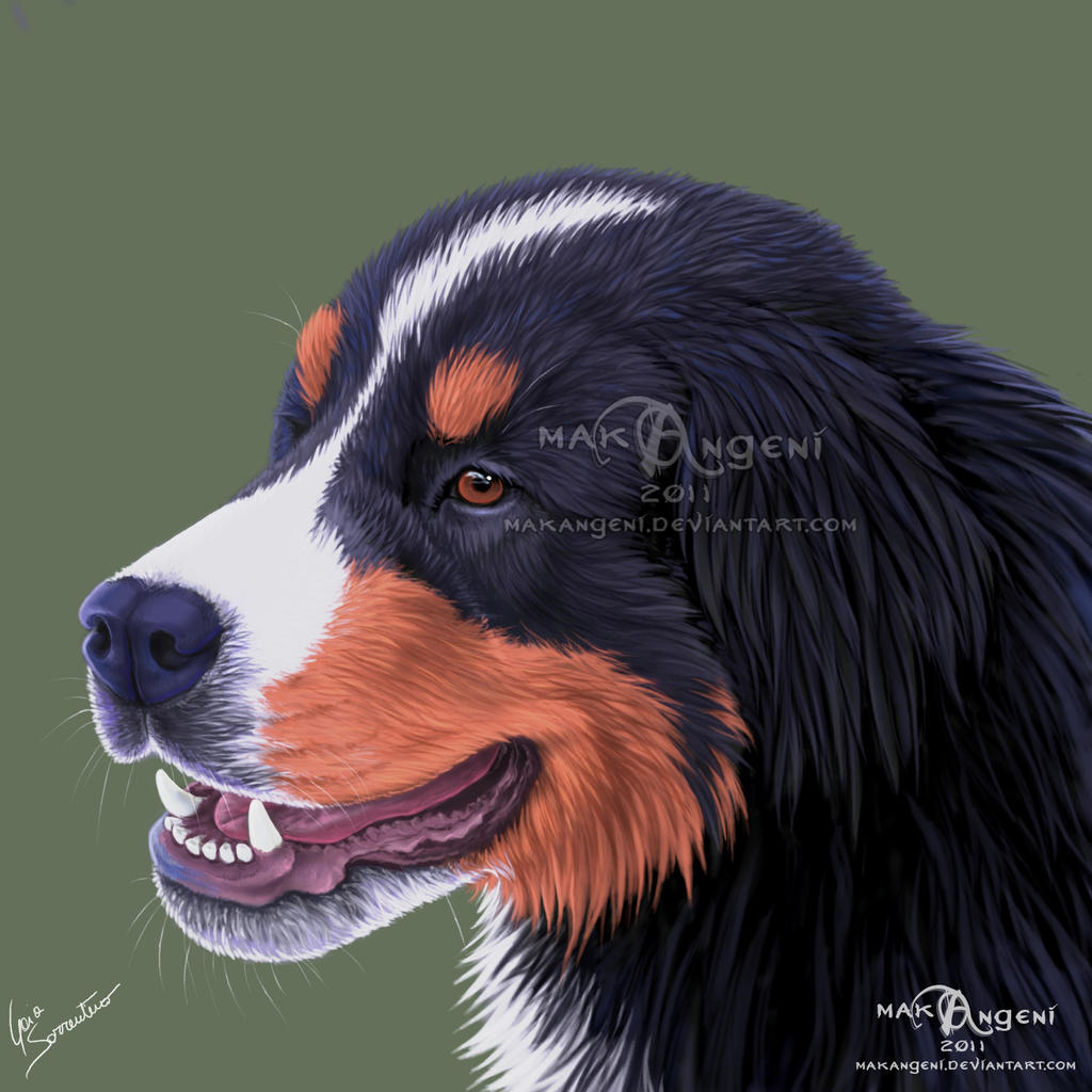 Bernese Mountain Dog