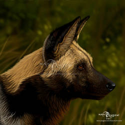 African Wild Dog