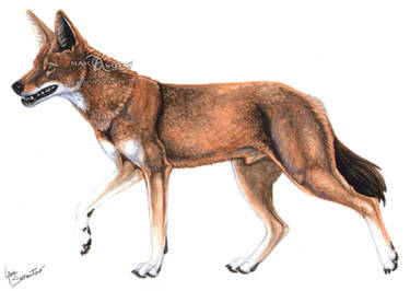 Ethiopian Wolf