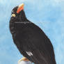 Hill Myna 2