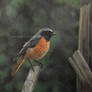 Common Redstart male