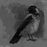 Hooded crow sketch