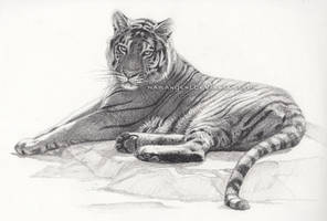 Bengal tiger