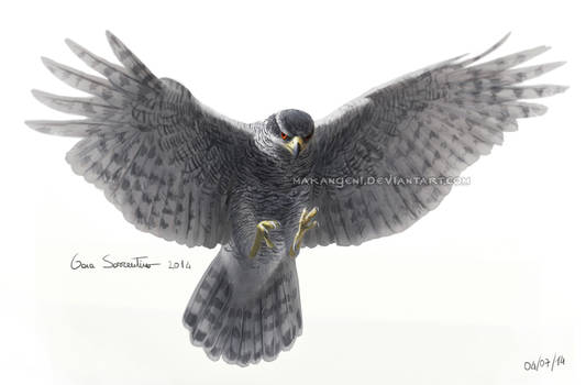 Northern goshawk