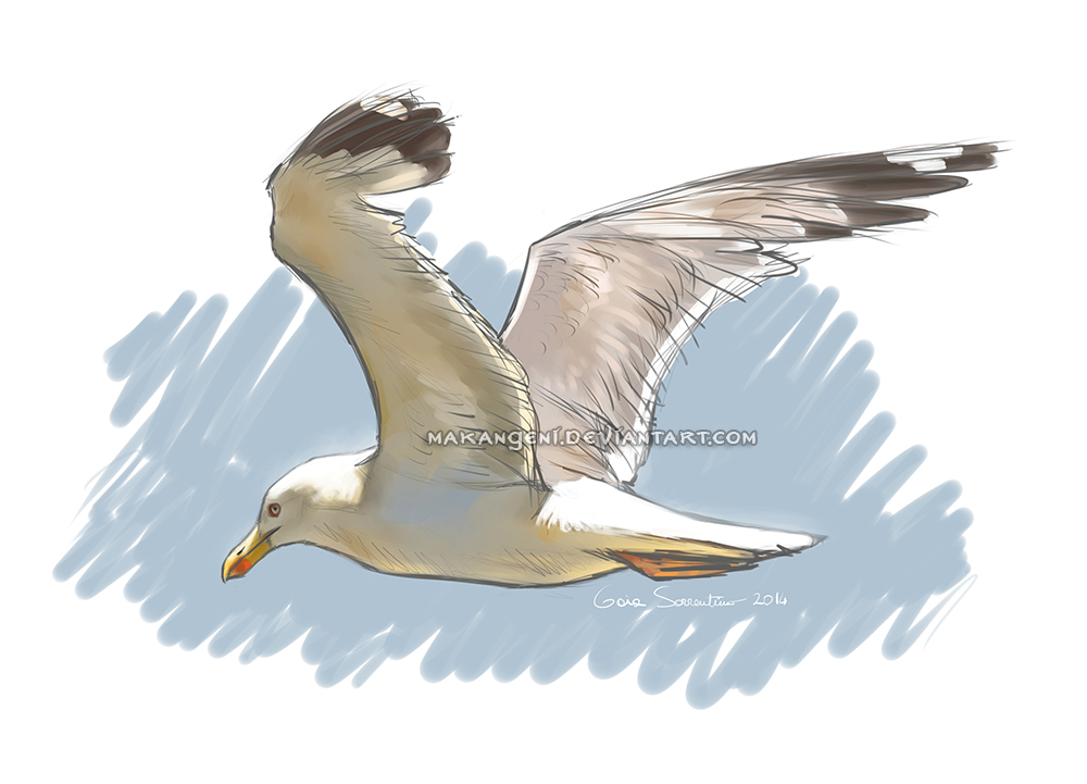 Yellow-legged gull sketch