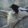 Magpie in light