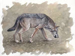 Italian Wolf watercolor by makangeni