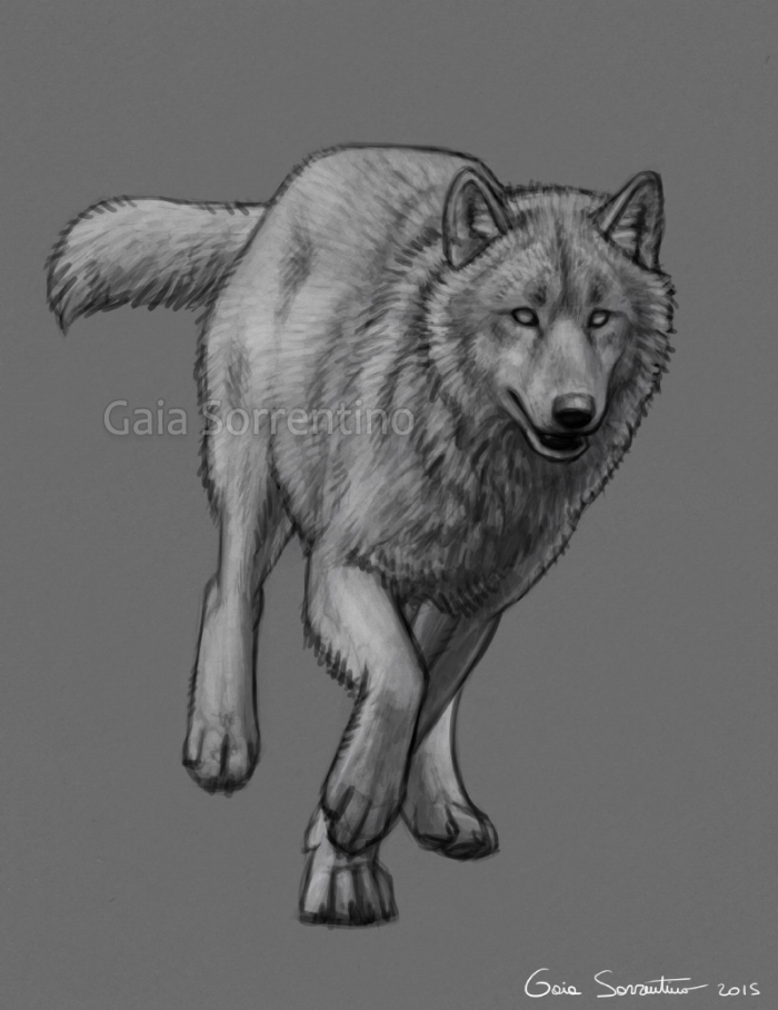 Running Wolf Premade - SOLD