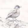 Common Blackbird sketch