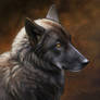 Black wolf I