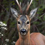 Roe deer