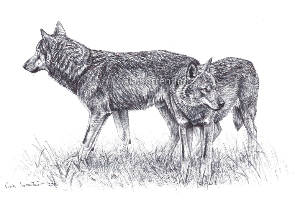 Italian Wolves couple