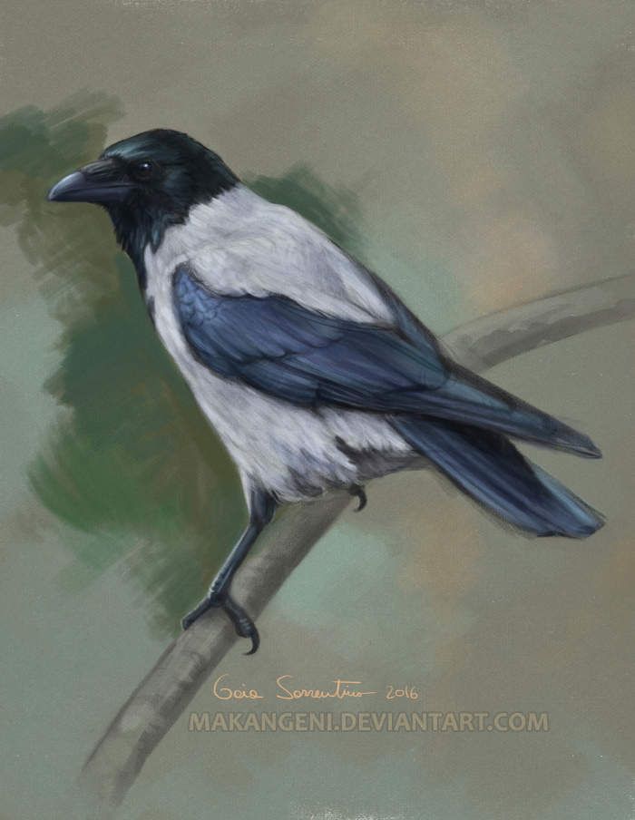 Hooded Crow by makangeni