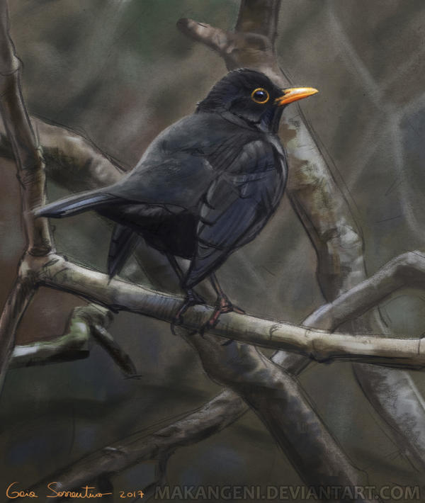 Blackbird by makangeni