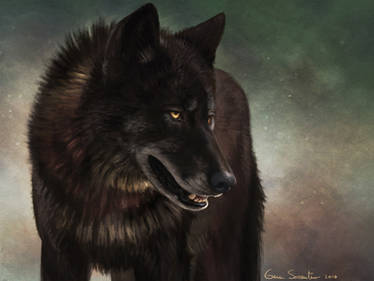 Black Wolf II