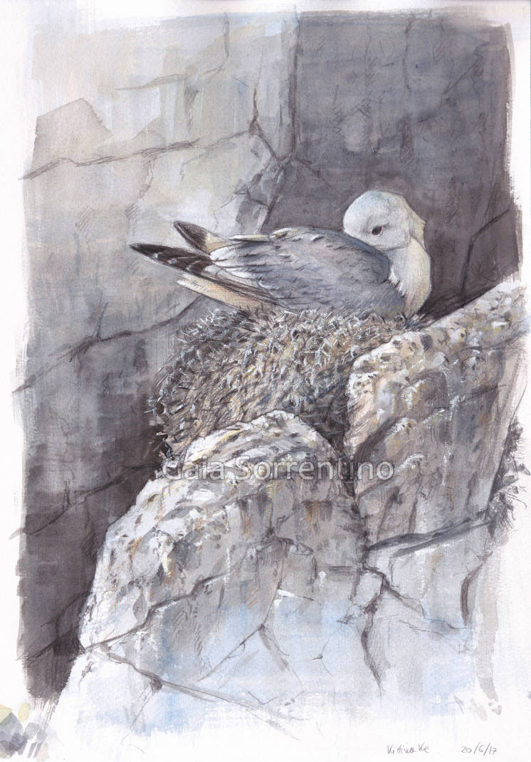 Kittiwake By Makangeni On DeviantArt