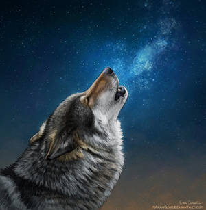 Starry sky wolf
