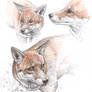 Fox study