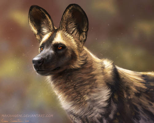 African wild dog