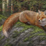 Fox on mossy rock