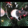 Asher, Christmas Rat