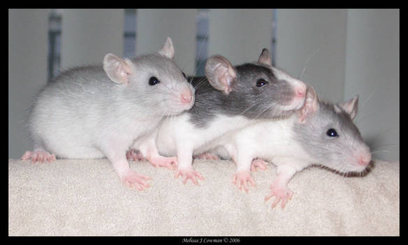 Three Little Rats Are We