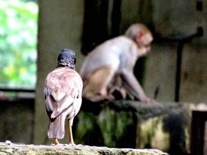 Bird and monkey