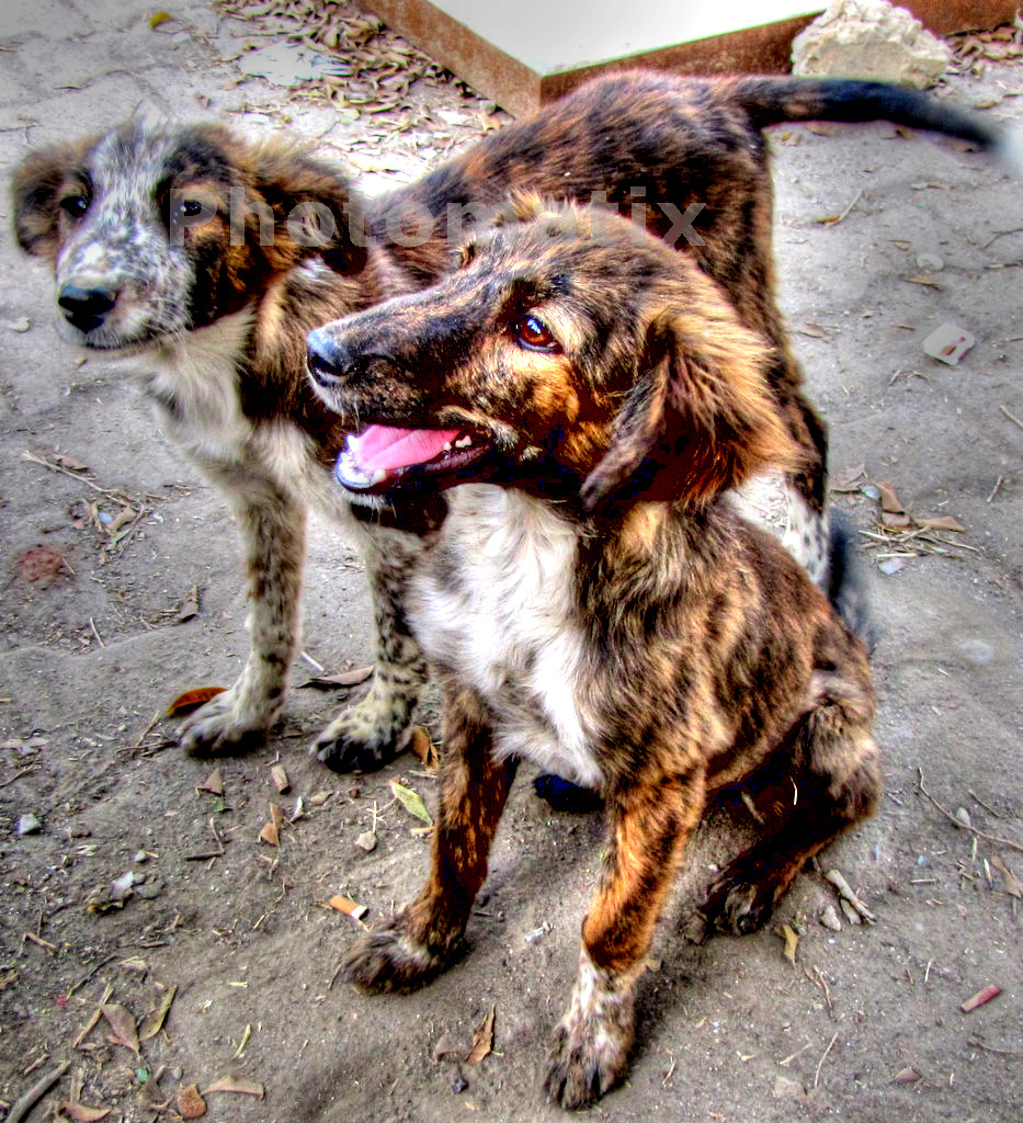 Dogs tone mapped