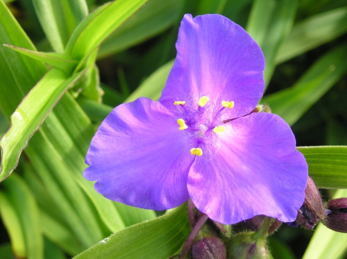 Flower Close Up 2