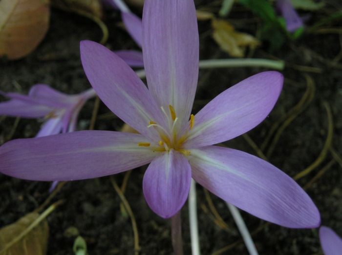 Flower Close Up 4