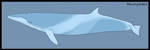 Minke Whale 1 by MoonySales by TsukiOrca