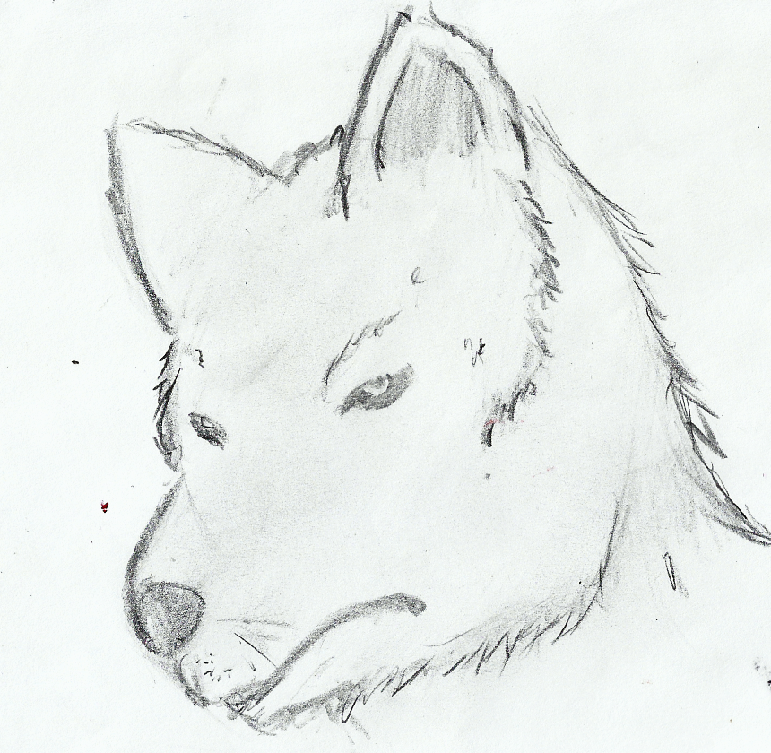 wolf (practice) - part 2