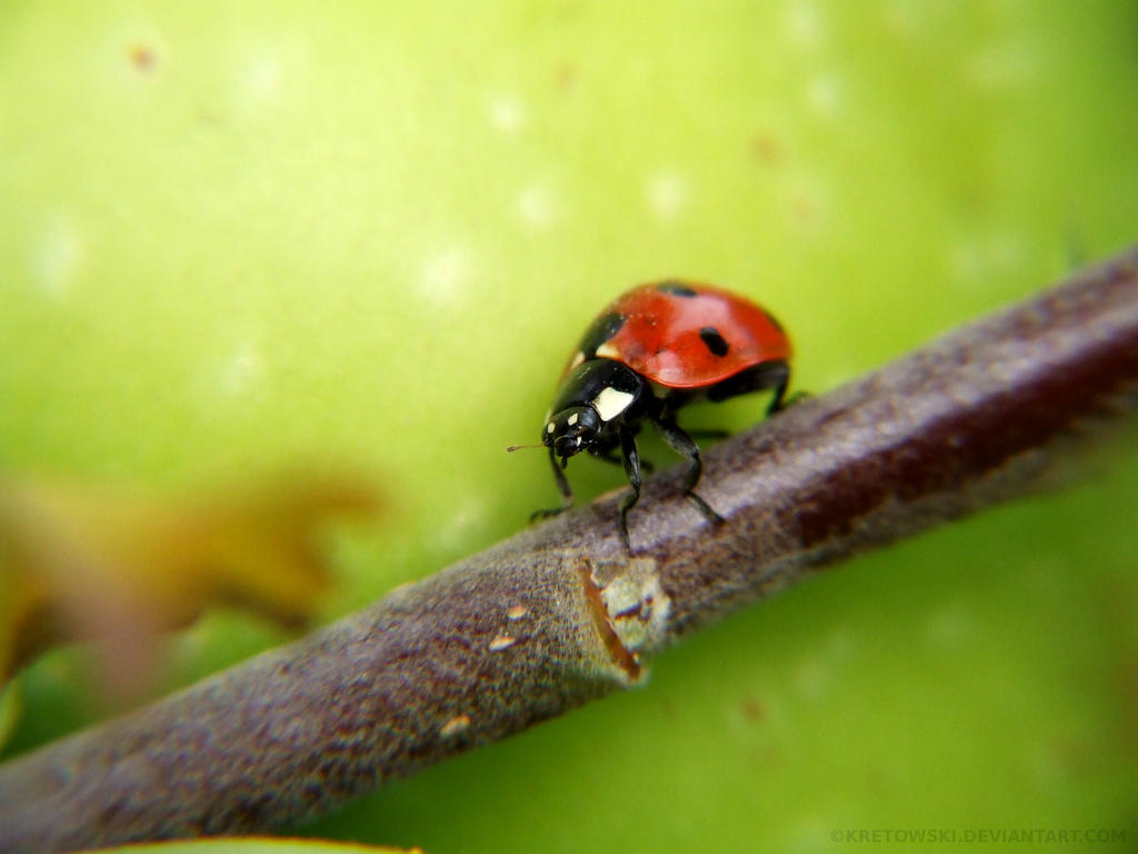 Ladybug Fantasy