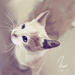 Beautiful Kitty by KaiNaturally