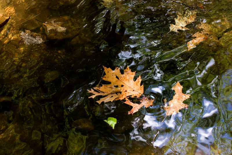 Leaf on the River