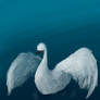 White Swan Request