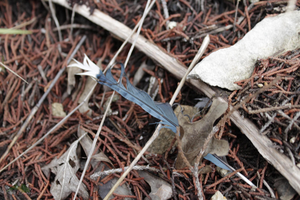 Blue Jay Feather