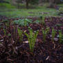 Ferns at Hendricks