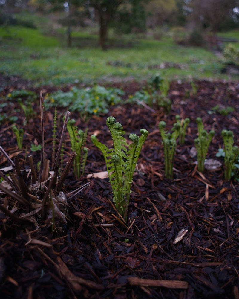 Ferns at Hendricks