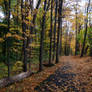 Bruce Trail In Fall