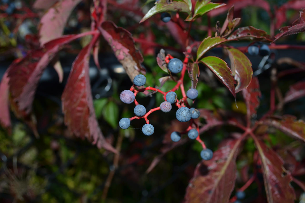 Choke Berries