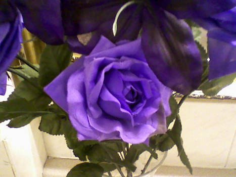 Purple Rose